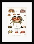 Crabs by Alois Humbert