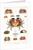 Crabs by Alois Humbert