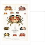 Crabs by Alois Humbert