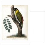 Black-headed woodpecker by J Huet