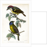 Five-coloured barbet and Moss-backed tanager by J Huet