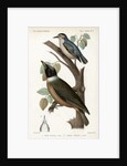 Snowy-browed nuthatch and Vanga by J Huet