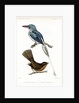 Biak paradise kingfisher and Lesser Antillean pewee by J Huet
