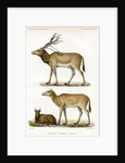 Père David's deer by J Huet