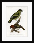Scaled fruiteater and Red-headed fody by J Huet