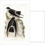 Malagasy spinetail by J Huet