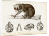 Bengal slow lorus by Marie Firmin Bocourt