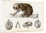 Bengal slow lorus by Marie Firmin Bocourt