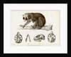 Bengal slow lorus by Marie Firmin Bocourt