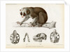 Bengal slow lorus by Marie Firmin Bocourt
