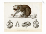 Bengal slow lorus by Marie Firmin Bocourt