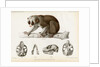 Bengal slow lorus by Marie Firmin Bocourt