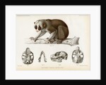 Bengal slow lorus by Marie Firmin Bocourt