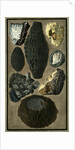 Rock specimens by Pietro Fabris