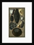 Rock specimens by Pietro Fabris