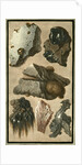 Rock specimens by Pietro Fabris