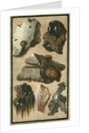 Rock specimens by Pietro Fabris