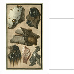 Rock specimens by Pietro Fabris