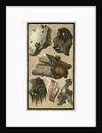 Rock specimens by Pietro Fabris