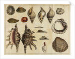Shell specimens by Peter Brown