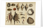 Shell specimens by Peter Brown