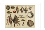 Shell specimens by Peter Brown