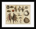 Shell specimens by Peter Brown