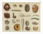 Shell specimens by Peter Brown