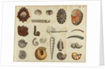 Shell specimens by Peter Brown