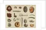 Shell specimens by Peter Brown