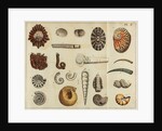 Shell specimens by Peter Brown