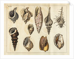 Shell specimens by Peter Brown