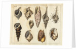 Shell specimens by Peter Brown
