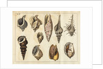 Shell specimens by Peter Brown