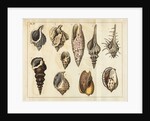Shell specimens by Peter Brown