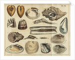 Shell specimens by Peter Brown