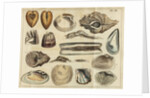 Shell specimens by Peter Brown
