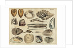 Shell specimens by Peter Brown