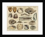 Shell specimens by Peter Brown