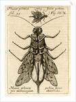 Muscae polonicae' by Unknown