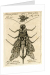 Muscae polonicae' by Unknown