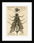 Muscae polonicae' by Unknown