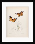 Plain tiger butterfly by Frederic C Moore