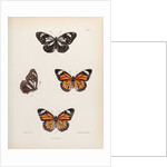 Tiger buttergly by Frederic C Moore