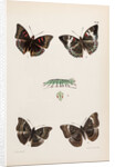 Baron butterflies by Frederic C Moore