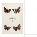 Baron butterflies by Frederic C Moore