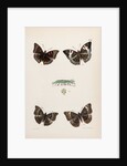 Baron butterflies by Frederic C Moore