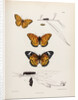 Butterflies and caterpillars by Frederic C Moore