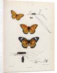 Butterflies and caterpillars by Frederic C Moore