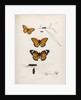 Butterflies and caterpillars by Frederic C Moore